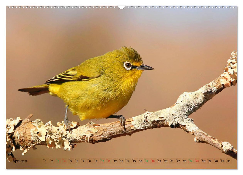 Vögel in Afrika - Magie der Farben (CALVENDO Wandkalender 2027)