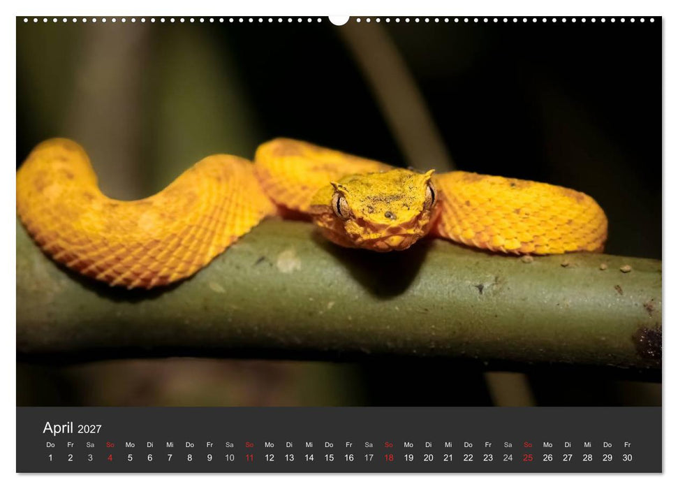 Costa Rica tierisch gut 2027 (CALVENDO Wandkalender 2027)