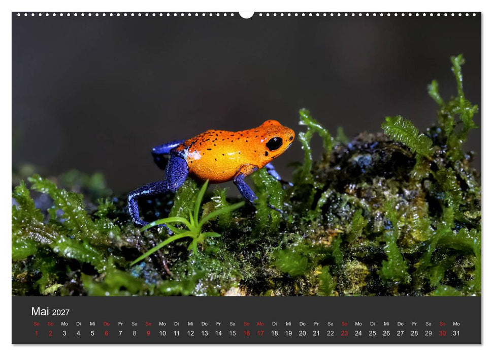 Costa Rica tierisch gut 2027 (CALVENDO Wandkalender 2027)