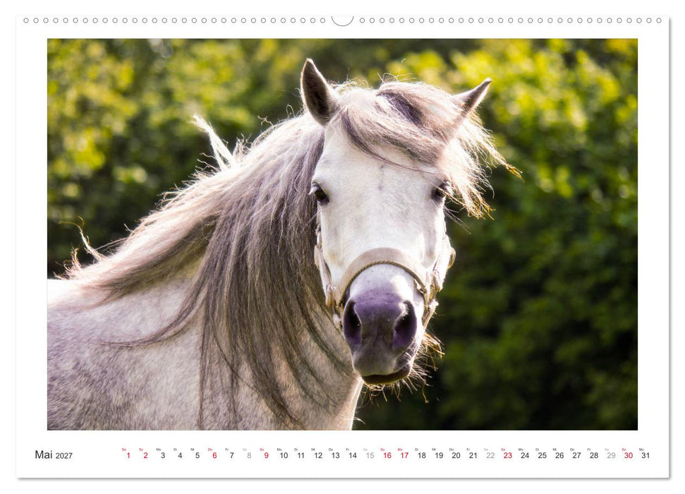 Der Pferdekalender (CALVENDO Premium Wandkalender 2027)