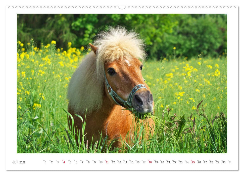 Der Pferdekalender (CALVENDO Premium Wandkalender 2027)