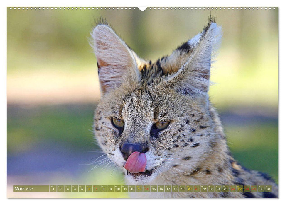 Katzen Afrikas (CALVENDO Premium Wandkalender 2027)