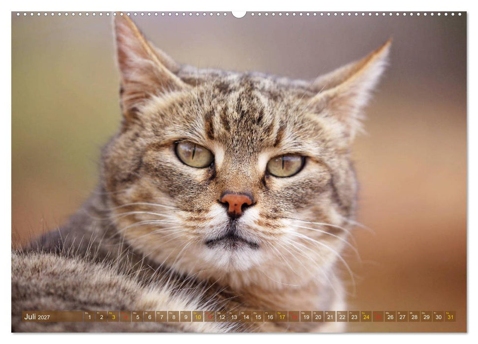Katzen Afrikas (CALVENDO Premium Wandkalender 2027)