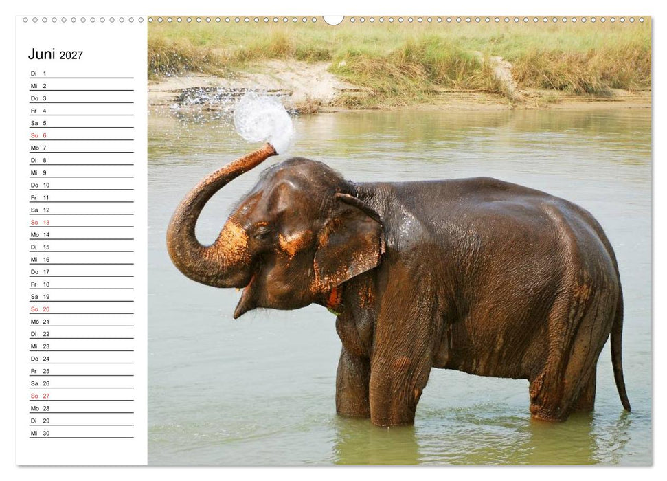 Elefanten - Wasserspaß am Strand (CALVENDO Premium Wandkalender 2027)