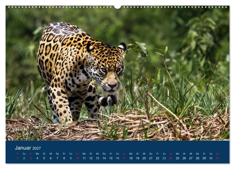 Brasilien tierisch gut 2027 (CALVENDO Wandkalender 2027)
