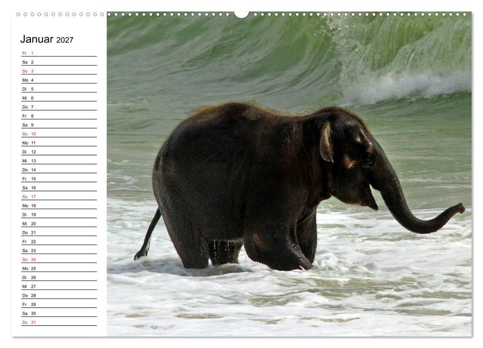 Elefanten - Wasserspaß am Strand (CALVENDO Wandkalender 2027)
