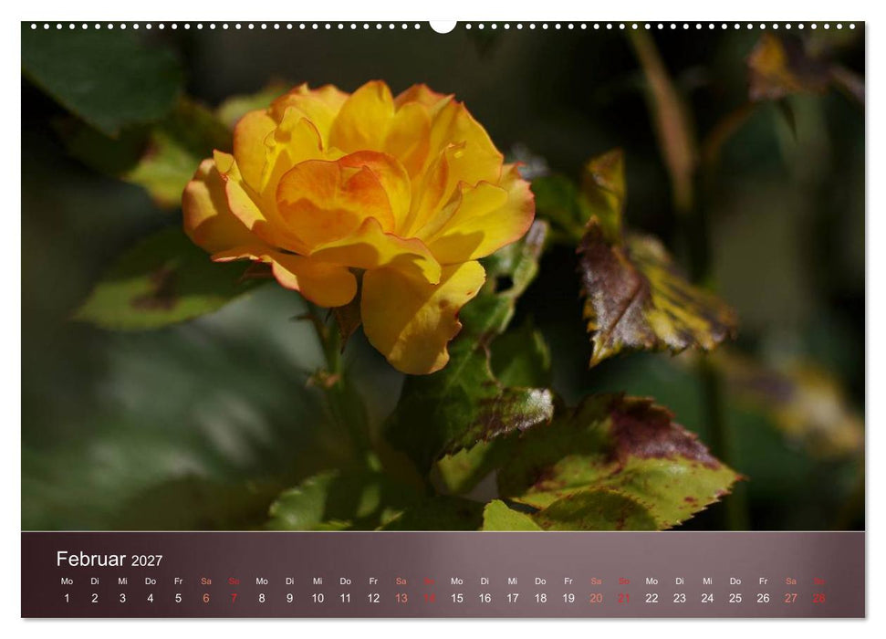 Zarte Schönheiten - Rosen (CALVENDO Premium Wandkalender 2027)
