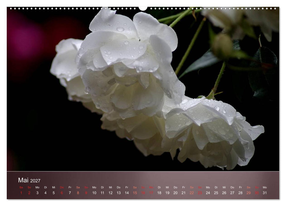 Zarte Schönheiten - Rosen (CALVENDO Premium Wandkalender 2027)