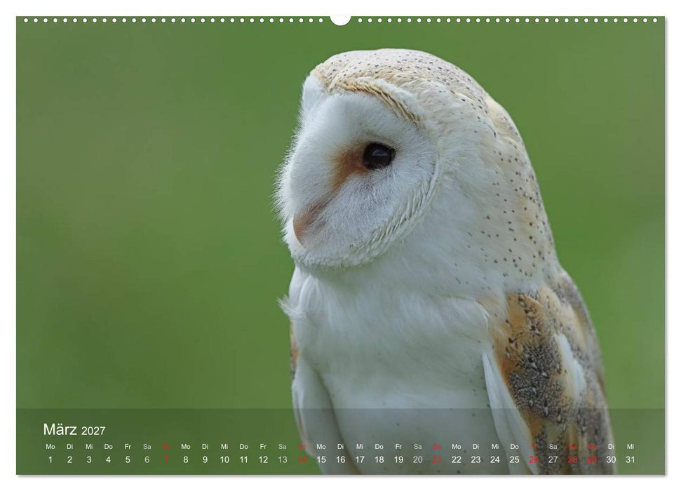 Eulen-Kalender (CALVENDO Wandkalender 2027)