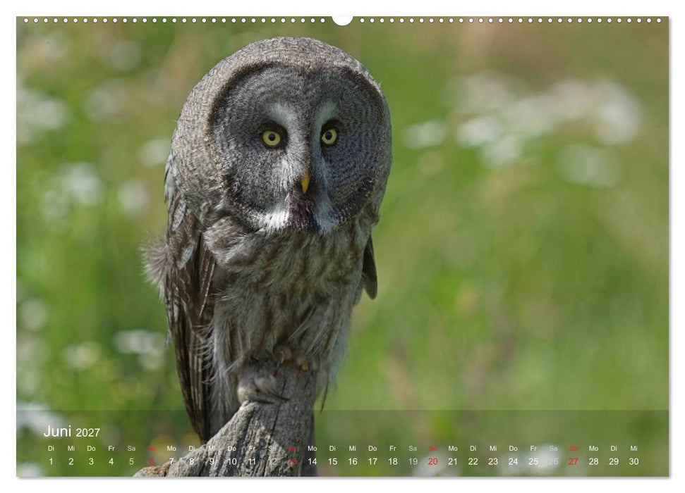 Eulen-Kalender (CALVENDO Wandkalender 2027)