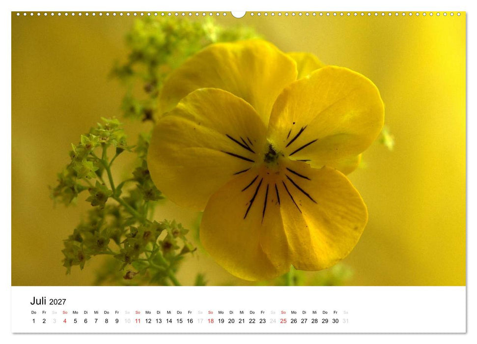Zarte Natur 2027 (CALVENDO Premium Wandkalender 2027)