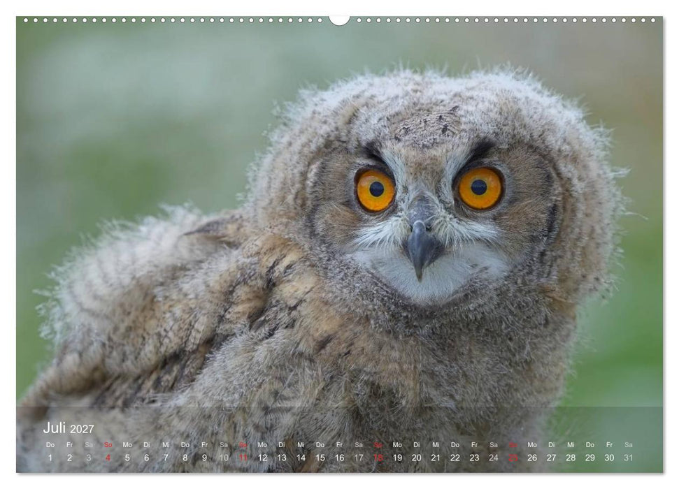 Eulen-Kalender (CALVENDO Premium Wandkalender 2027)