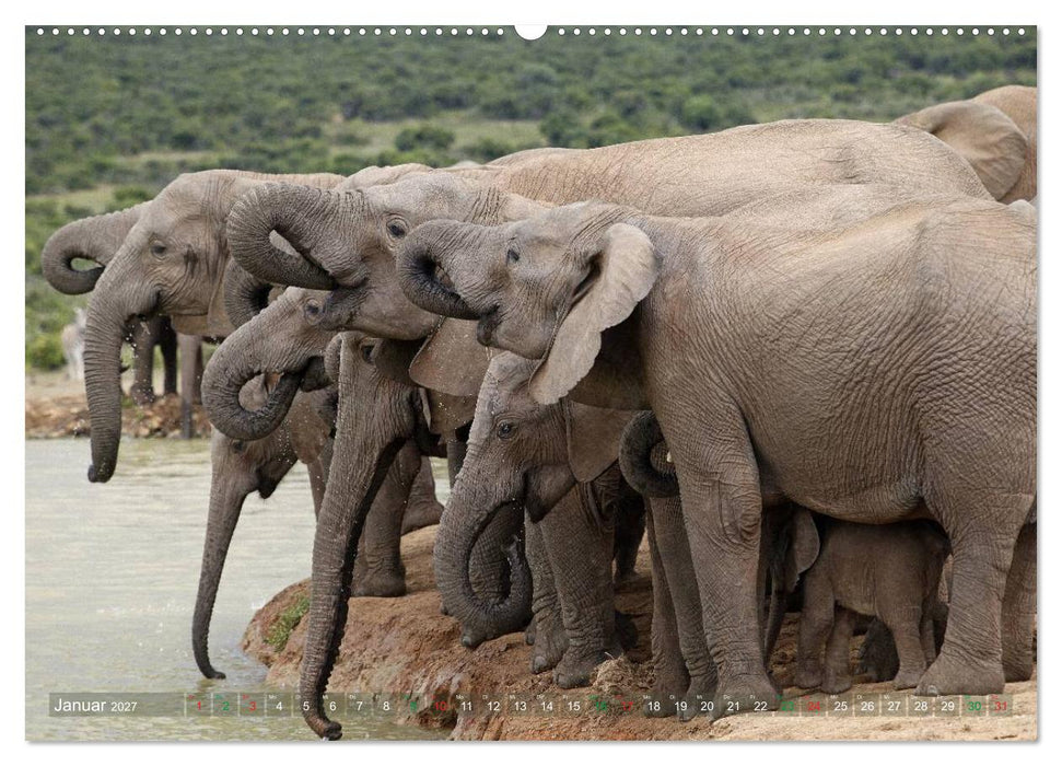 Elefanten in Afrika (CALVENDO Premium Wandkalender 2027)