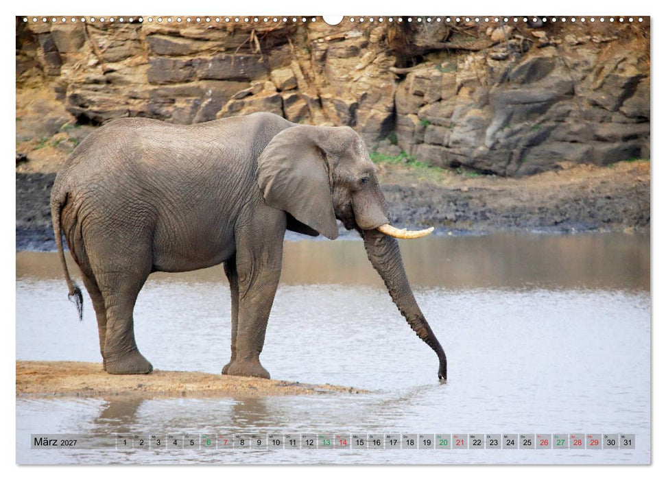 Elefanten in Afrika (CALVENDO Premium Wandkalender 2027)