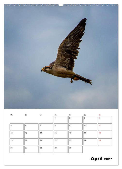 Raub- und Greifvögel im Flug (CALVENDO Premium Wandkalender 2027)