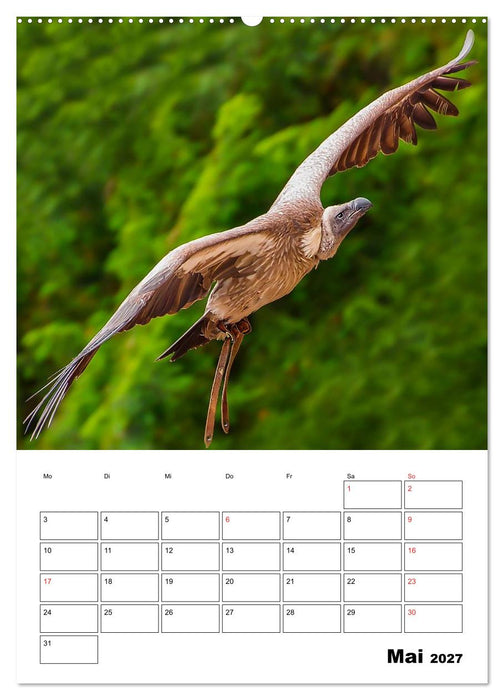 Raub- und Greifvögel im Flug (CALVENDO Premium Wandkalender 2027)