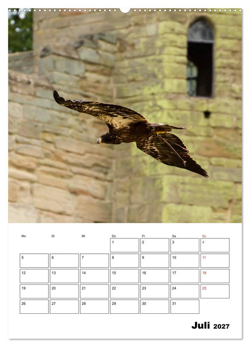 Raub- und Greifvögel im Flug (CALVENDO Premium Wandkalender 2027)