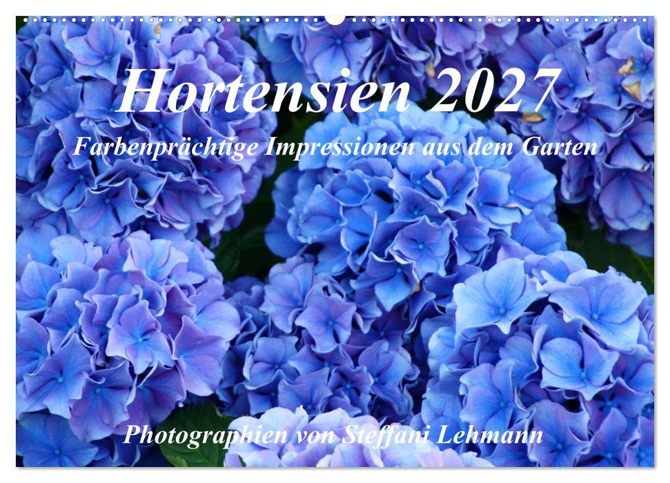 Hortensien 2027. Farbenprächtige Impressionen aus dem Garten (CALVENDO Wandkalender 2027)