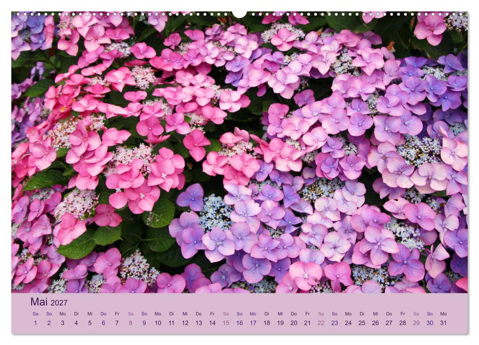 Hortensien 2027. Farbenprächtige Impressionen aus dem Garten (CALVENDO Wandkalender 2027)