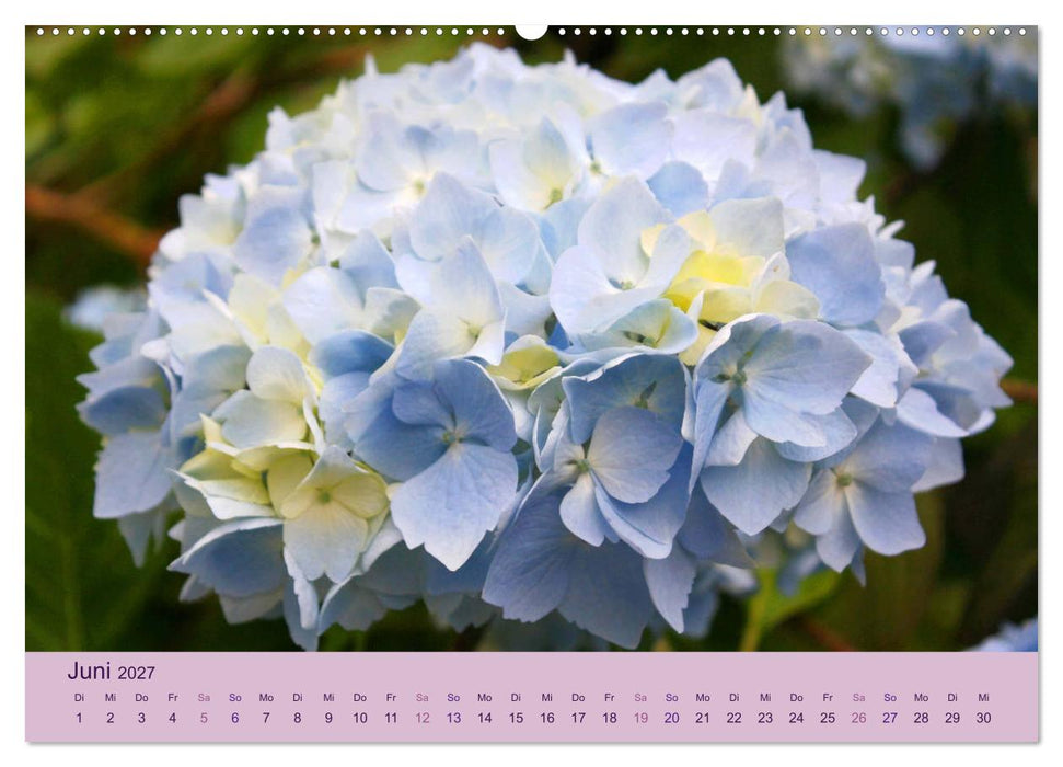 Hortensien 2027. Farbenprächtige Impressionen aus dem Garten (CALVENDO Wandkalender 2027)