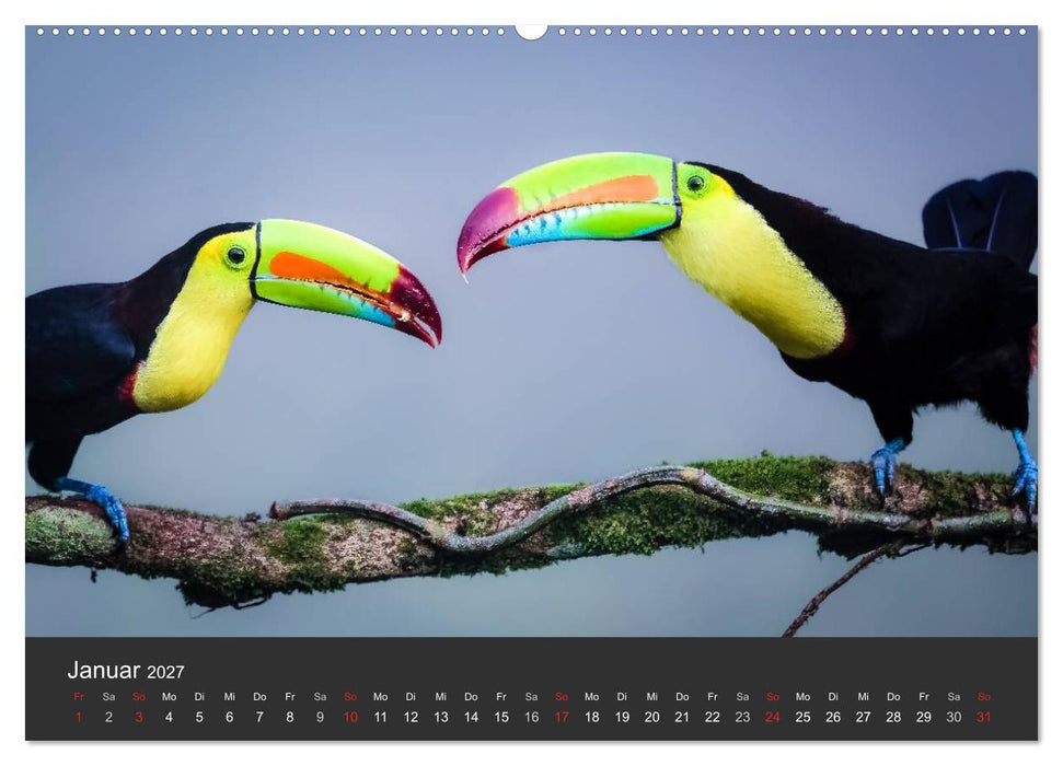 Costa Rica tierisch gut 2027 (CALVENDO Premium Wandkalender 2027)