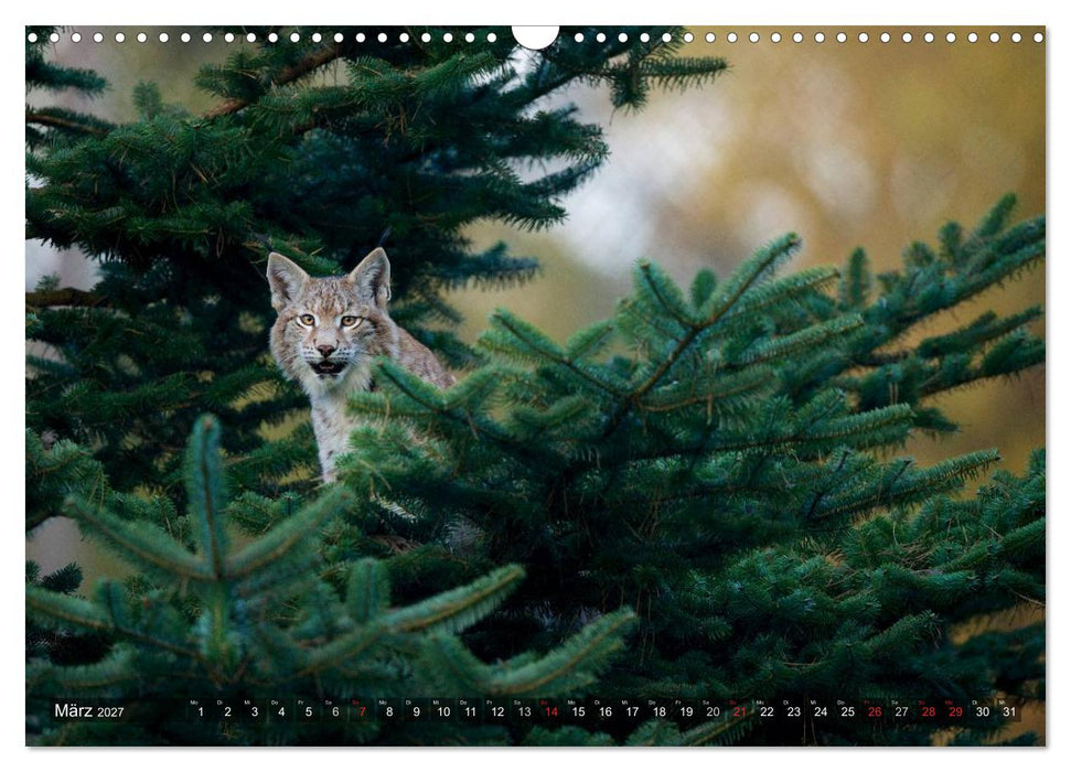 Der Luchs - Dem Pinselohr auf der Spur (CALVENDO Wandkalender 2027)