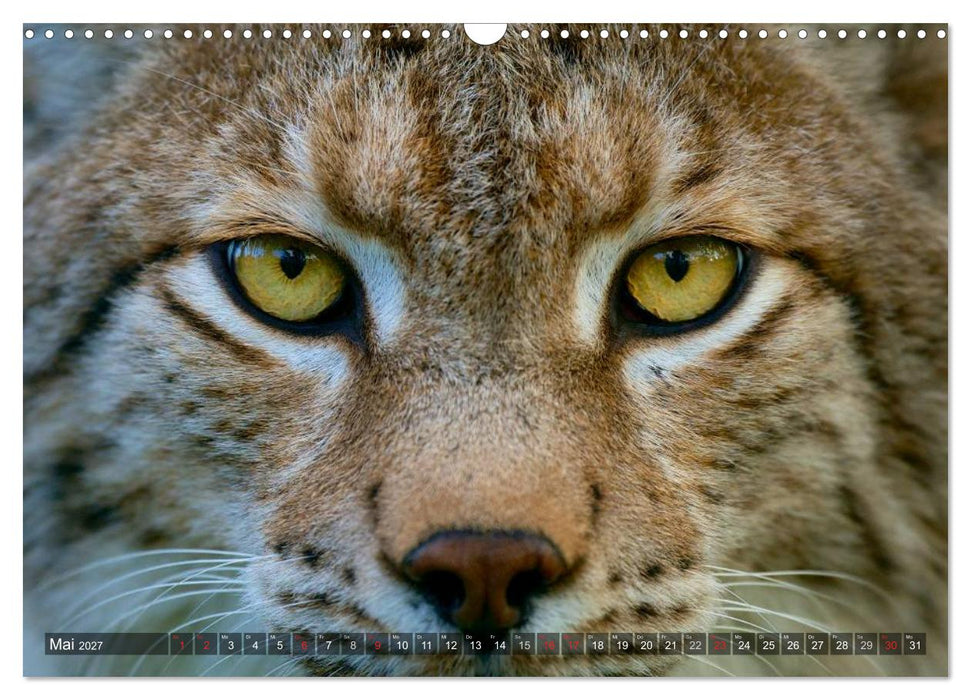 Der Luchs - Dem Pinselohr auf der Spur (CALVENDO Wandkalender 2027)