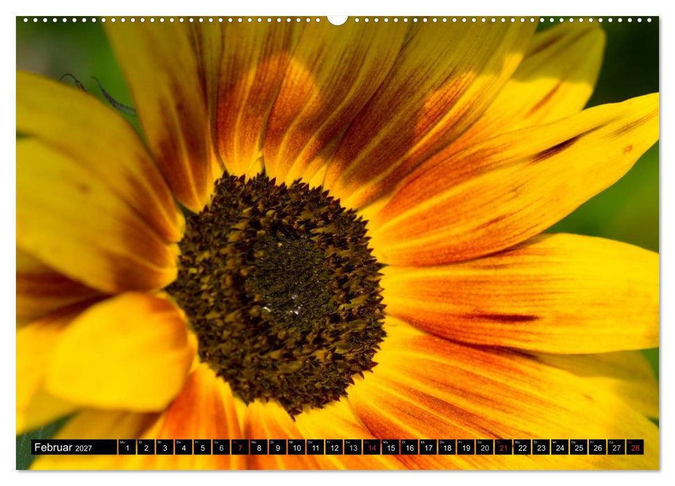 Zeit für Sonnenblumen (CALVENDO Premium Wandkalender 2027)