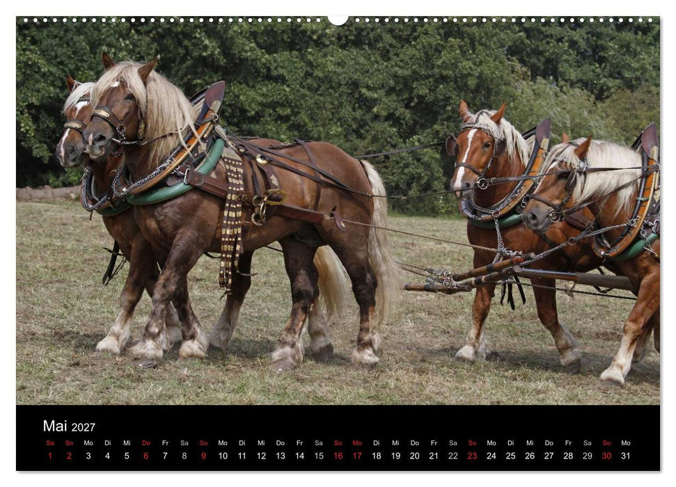 Starke Pferde bei der Arbeit (CALVENDO Wandkalender 2027)
