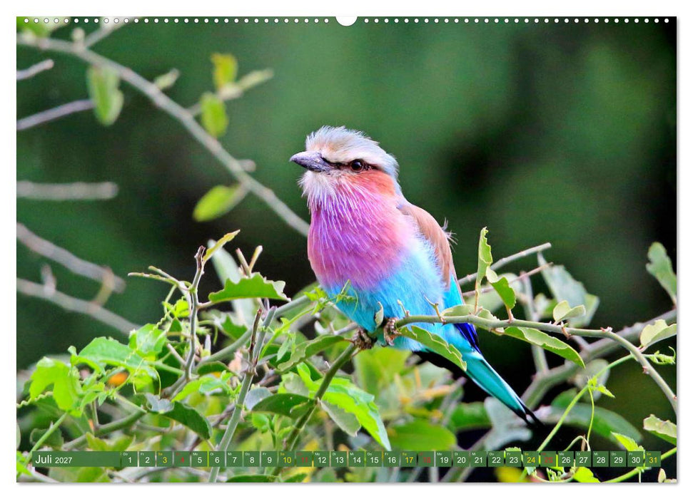 Vögel in Afrika - Magie der Farben (CALVENDO Premium Wandkalender 2027)