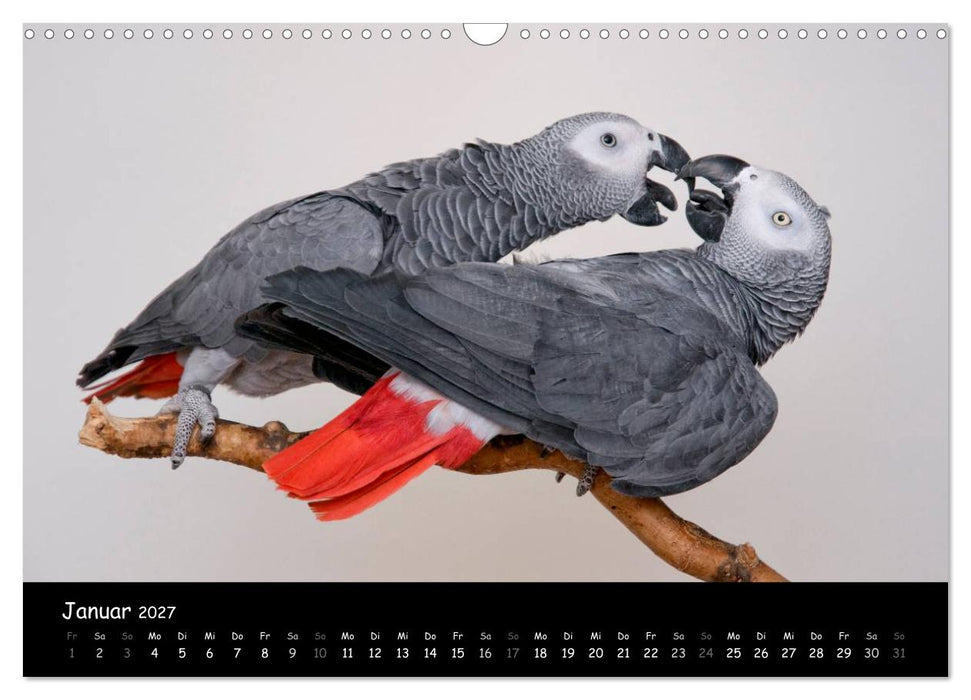 Graupapageien mit Herz (CALVENDO Wandkalender 2027)