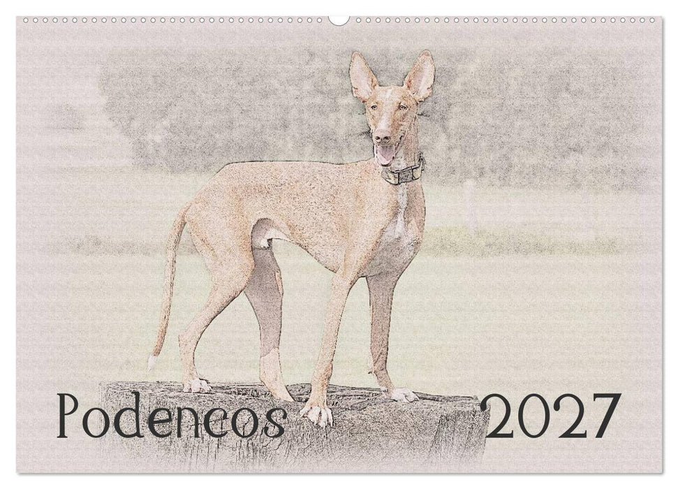 Podencos 2027 (CALVENDO Wandkalender 2027)