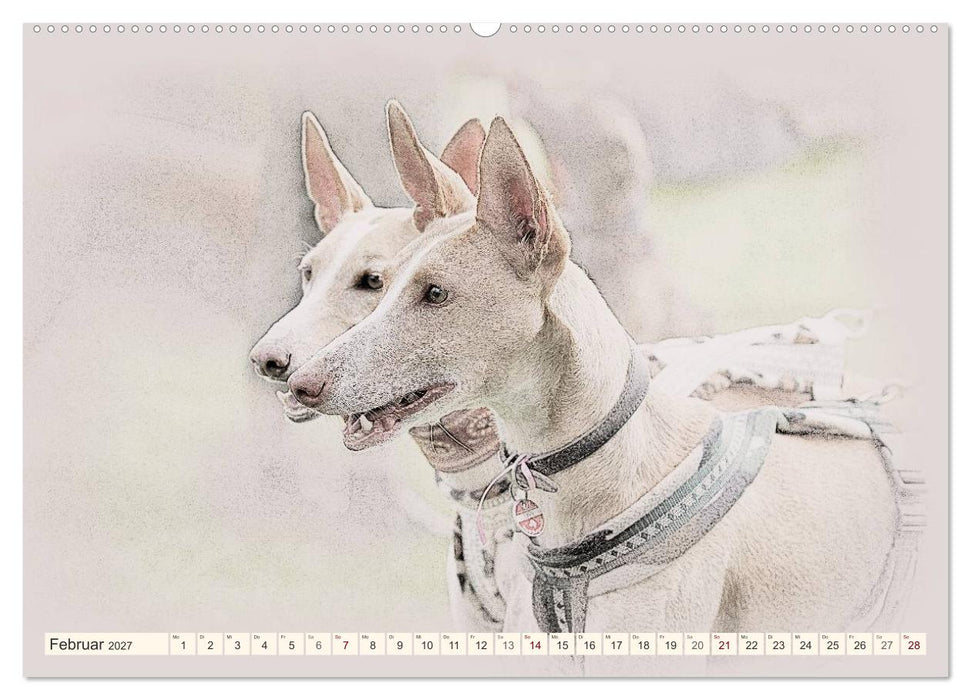 Podencos 2027 (CALVENDO Wandkalender 2027)