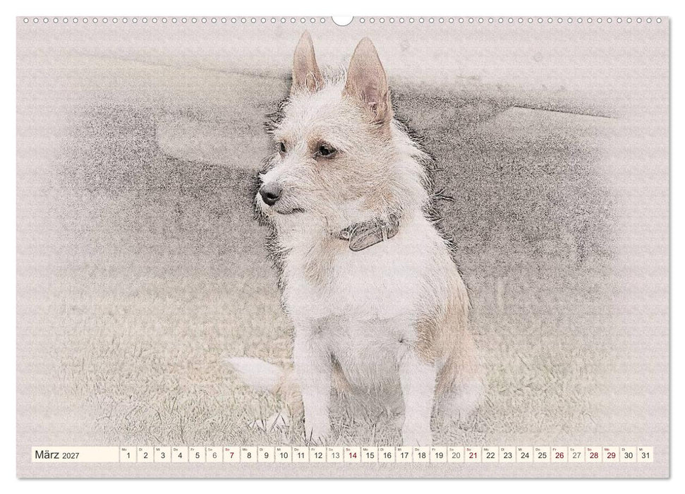 Podencos 2027 (CALVENDO Wandkalender 2027)