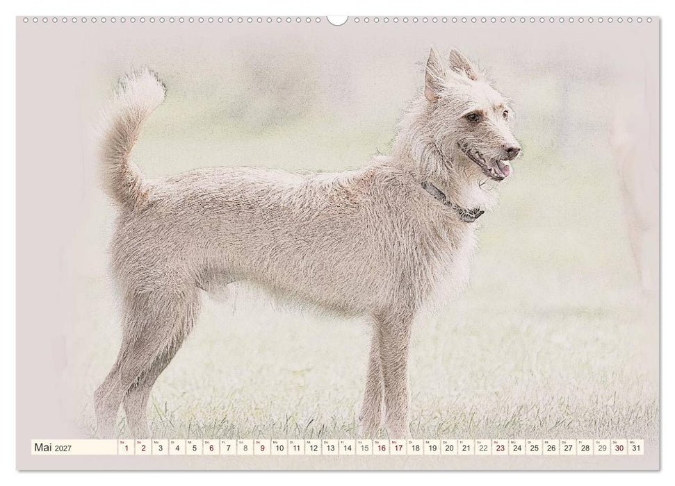 Podencos 2027 (CALVENDO Wandkalender 2027)