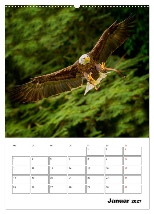 Raub- und Greifvögel im Flug (CALVENDO Wandkalender 2027)