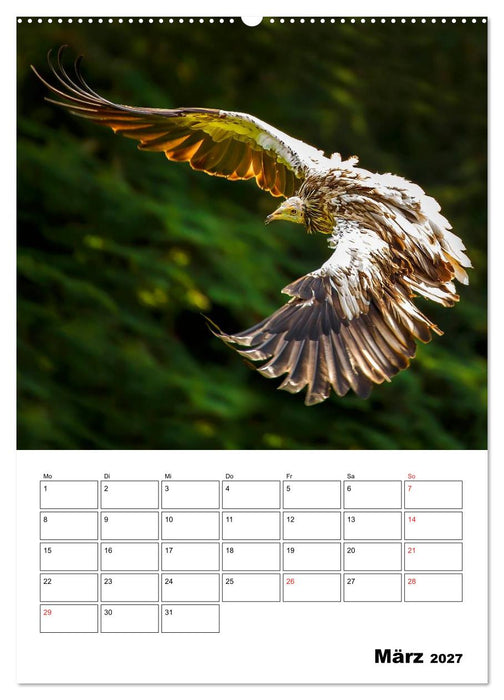 Raub- und Greifvögel im Flug (CALVENDO Wandkalender 2027)