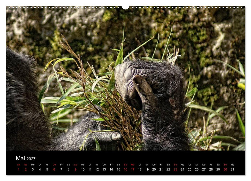 Gorillas - Die sanften Wilden (CALVENDO Premium Wandkalender 2027)