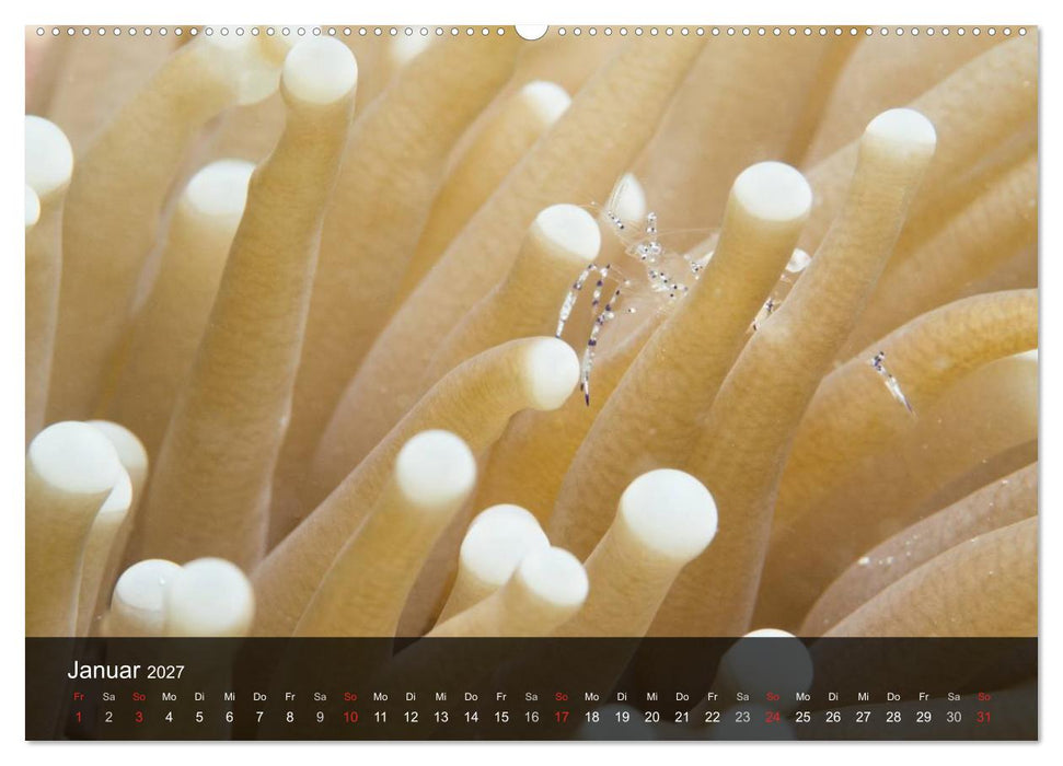 Unterwasser Strukuren (CALVENDO Premium Wandkalender 2027)