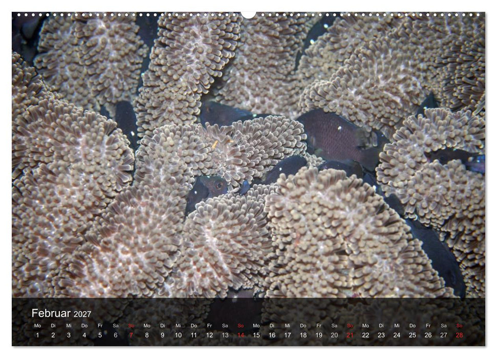 Unterwasser Strukuren (CALVENDO Premium Wandkalender 2027)