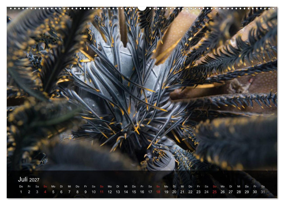 Unterwasser Strukuren (CALVENDO Premium Wandkalender 2027)