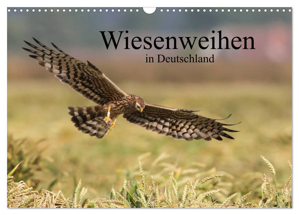 Wiesenweihen in Deutschland (CALVENDO Wandkalender 2027)