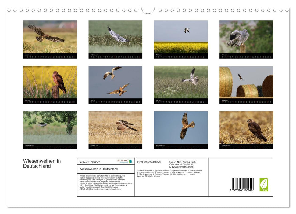 Wiesenweihen in Deutschland (CALVENDO Wandkalender 2027)