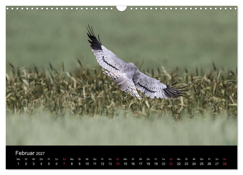 Wiesenweihen in Deutschland (CALVENDO Wandkalender 2027)