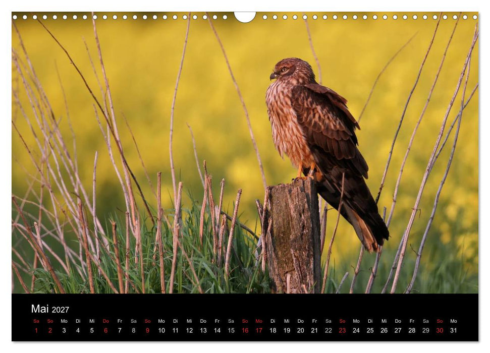 Wiesenweihen in Deutschland (CALVENDO Wandkalender 2027)