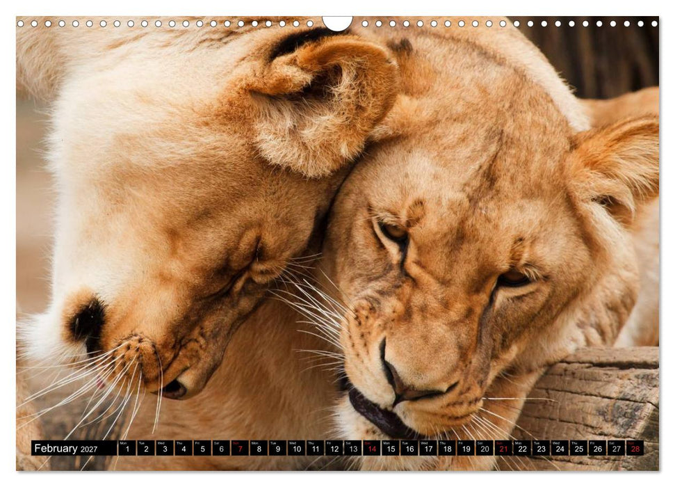 Big Cats • Faces of the most beautiful predators (CALVENDO Monthly Calendar 2027)