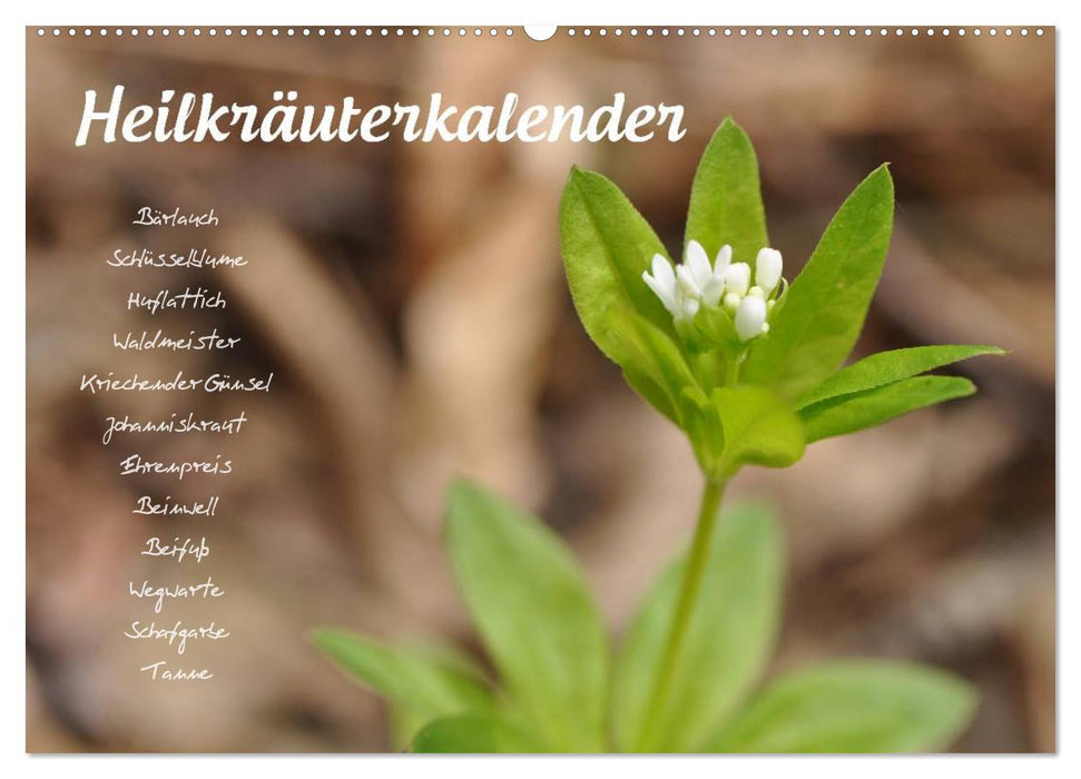 Heilkräuterkalender (CALVENDO Wandkalender 2027)
