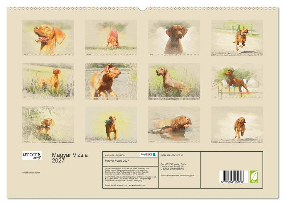Magyar Vizsla 2027 (CALVENDO Premium Wandkalender 2027)
