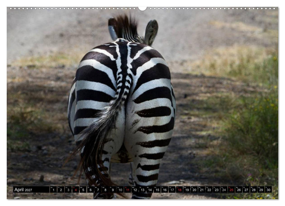 Zebras - Ungezähmte Kraft (CALVENDO Wandkalender 2027)
