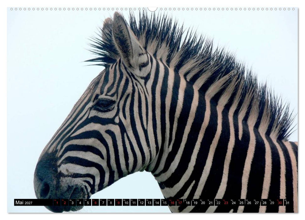 Zebras - Ungezähmte Kraft (CALVENDO Wandkalender 2027)